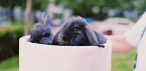 Rabbits Drink From Bowl