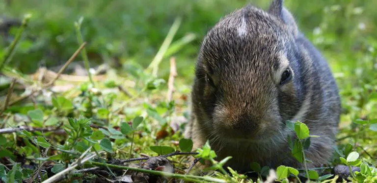 When Do Wild Baby Rabbits Leave The Nest? – Pet Nudge