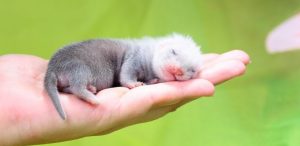 How Do Ferrets Care For Their Young