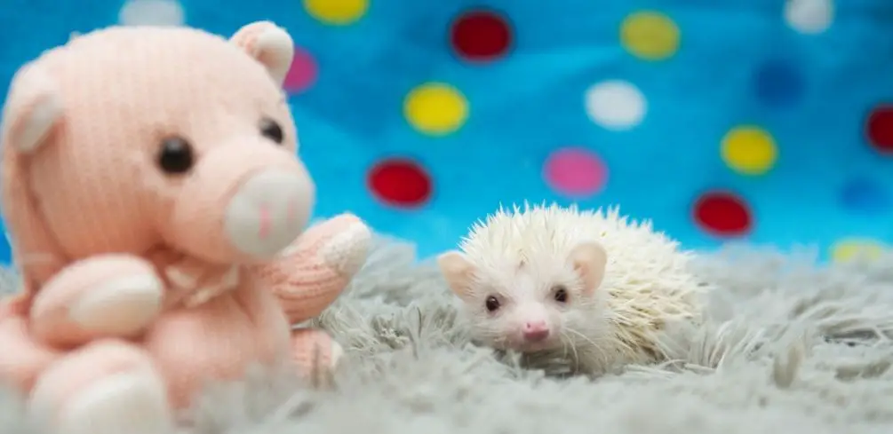 Are Hedgehogs Pigs