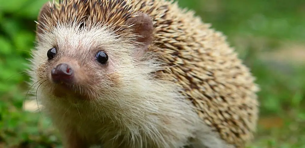 How Do Hedgehogs Get Salmonella