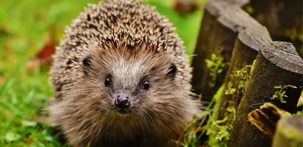 Are Hedgehogs Eulipotyphla