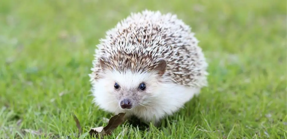Hedgehogs Disease Carriers