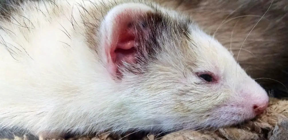 How To Comfort a Dying Ferret
