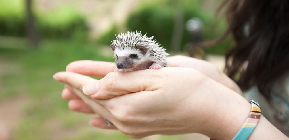 Petting a Hedgehog
