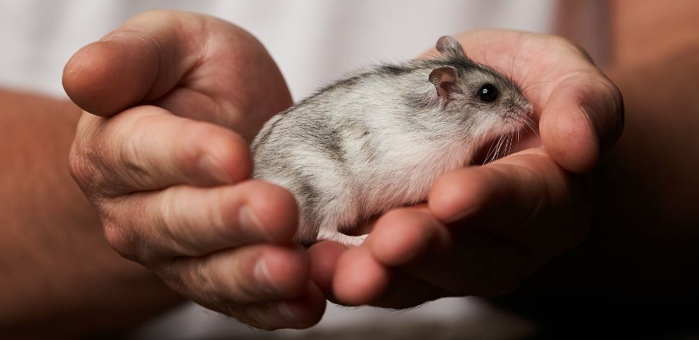 How High Can a Dwarf Hamster Fall and Survive