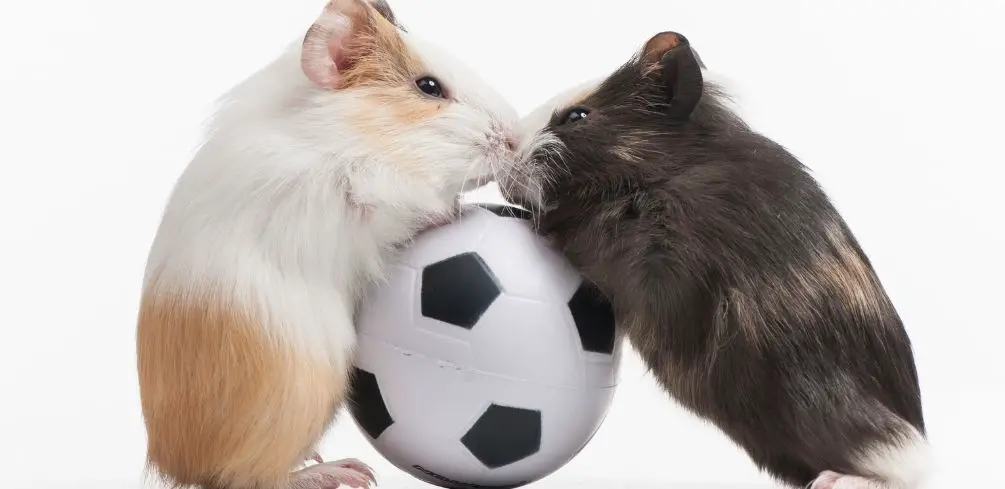 Will Hamsters Kill Each Other