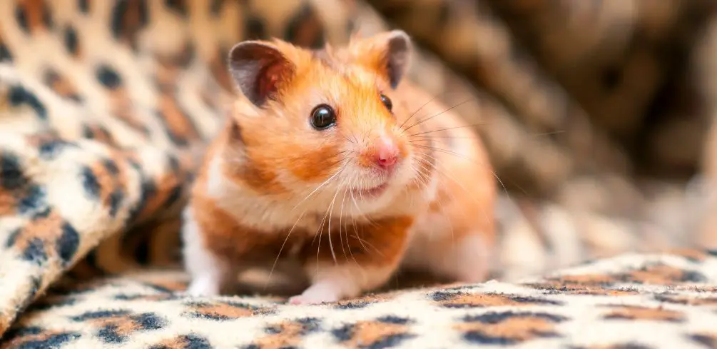 Is Cloth Safe for Hamsters