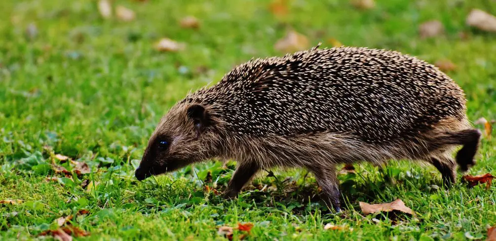 Do Ultrasonic Pest Deterrents Affect Hedgehogs