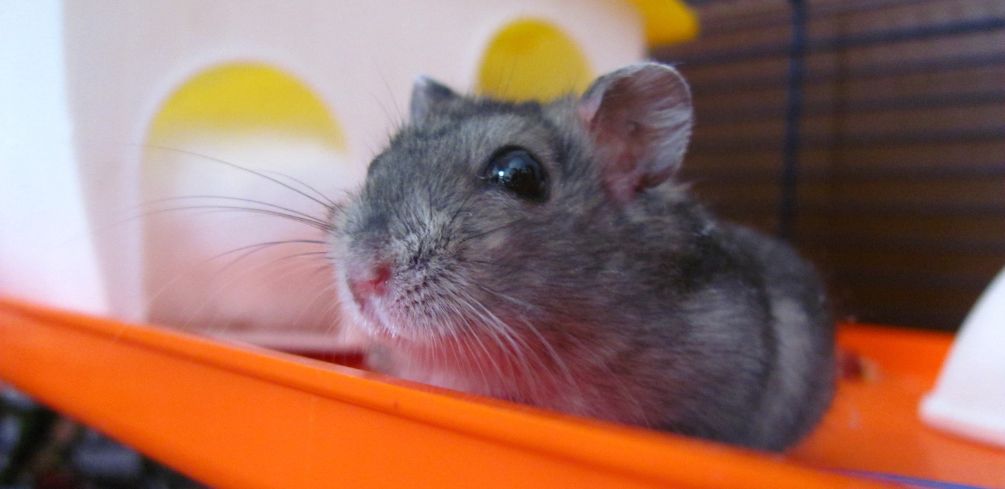 How Old Are Hamsters When They Are Sold