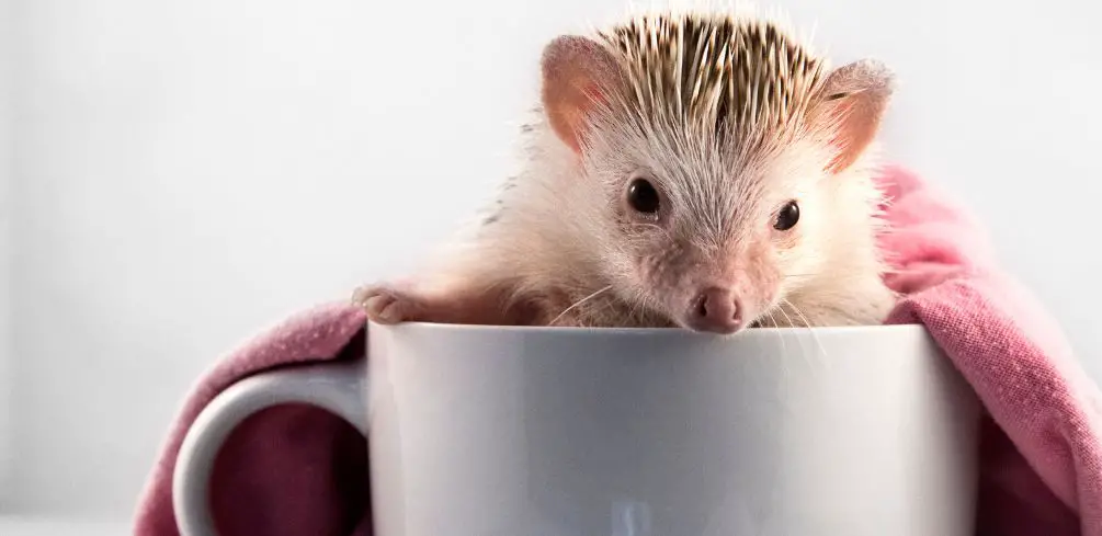 Can Hedgehogs Drink Tea