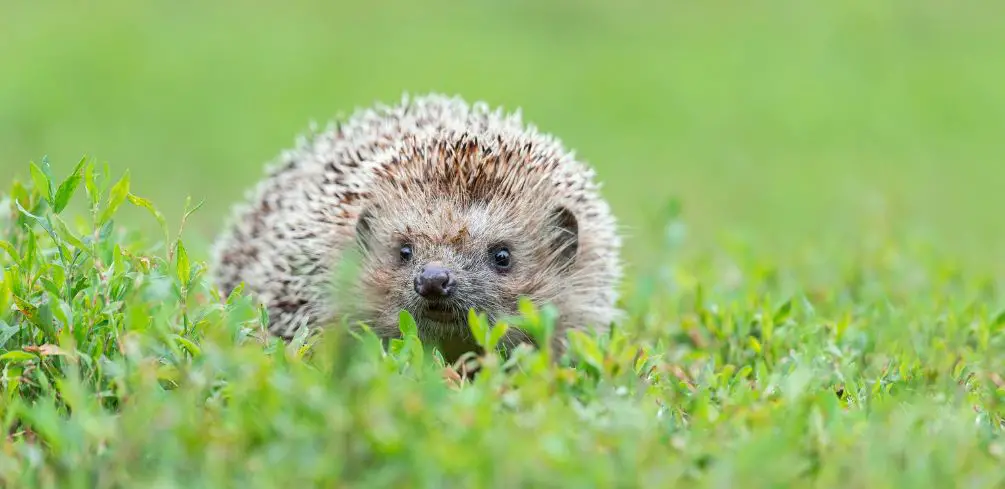 Can You Use Artificial Grass for Hedgehogs