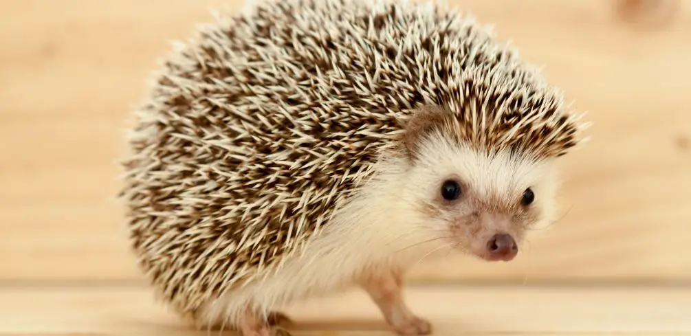 Do Hedgehogs Make a Squeaking Noise