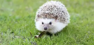 Do Hedgehogs Ruin Lawns