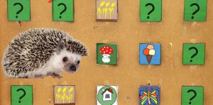 How Good Is a Hedgehog's Memory