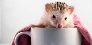 Can Hedgehogs Drink Coffee